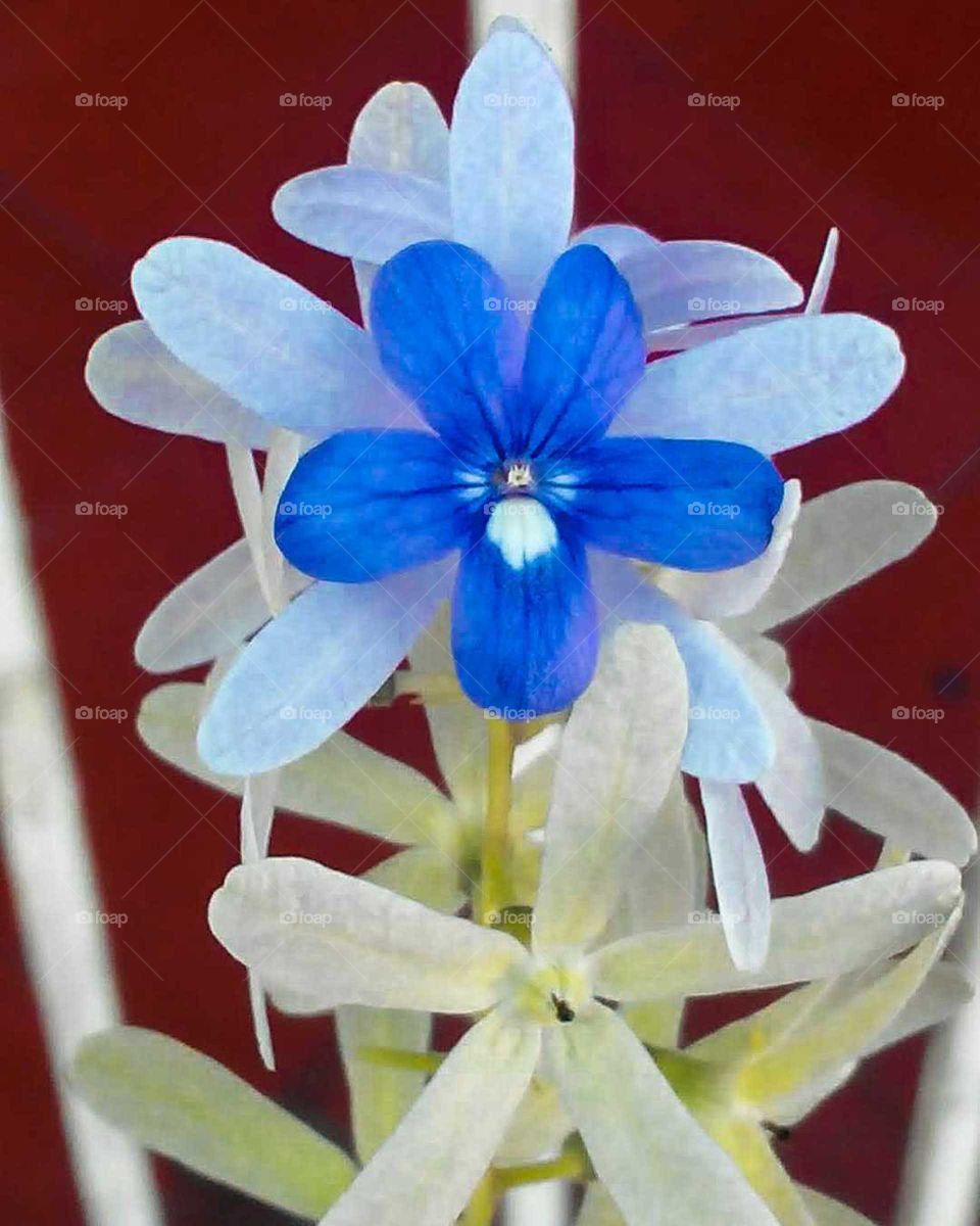 Beautiful bouquet of blue flowers with a White Macha