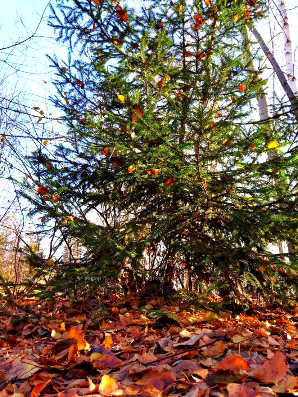 Forest fairy tale, tree, autumn forest