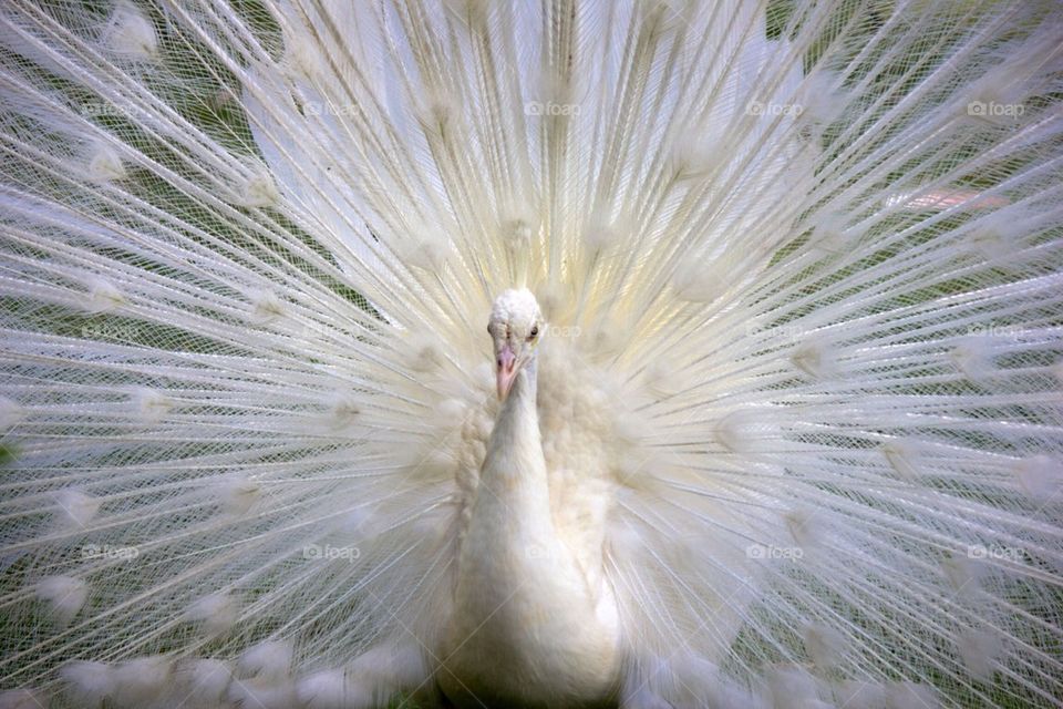 White peacock