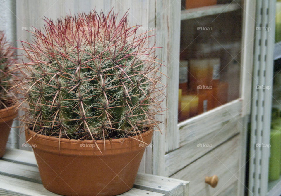 Cacti in pot