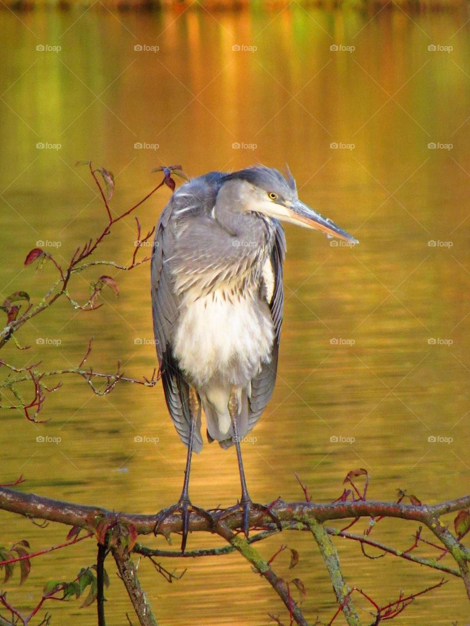 Majestic heron