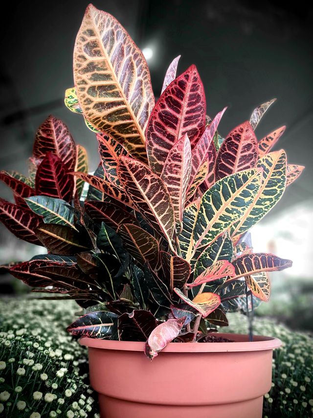 Croton