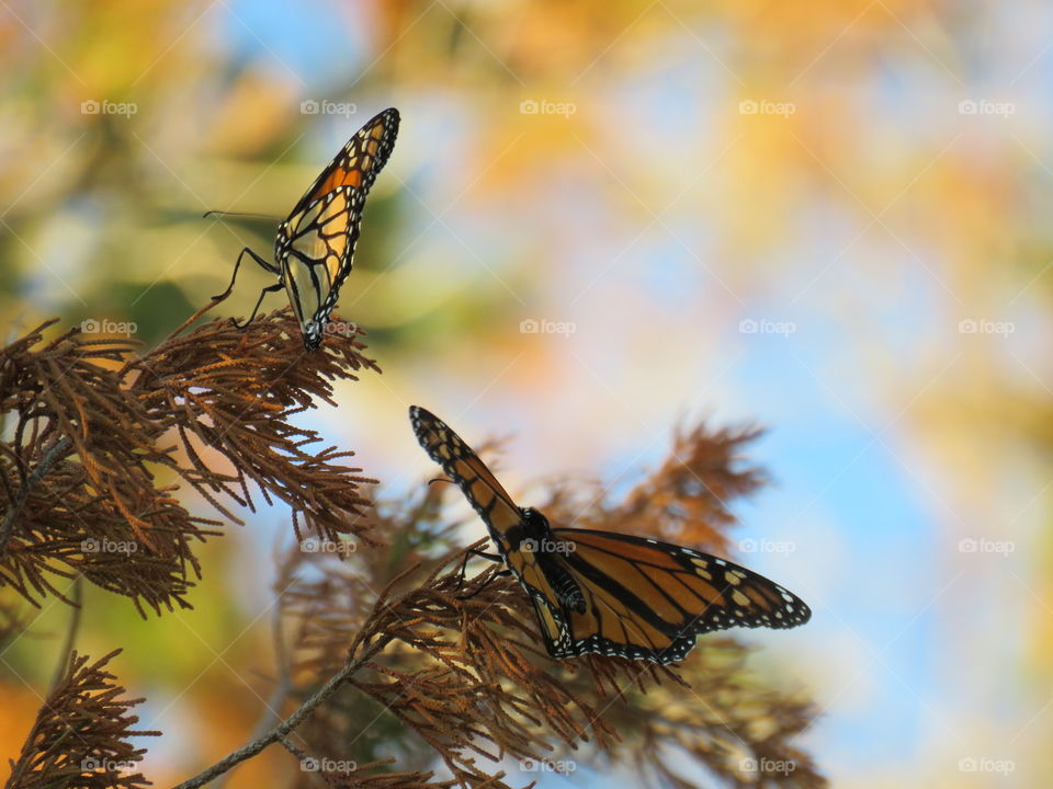 Monarchs