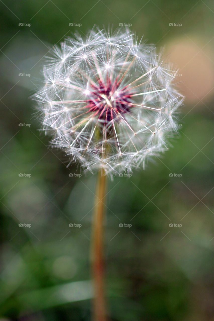 Dandelion Seed Head
