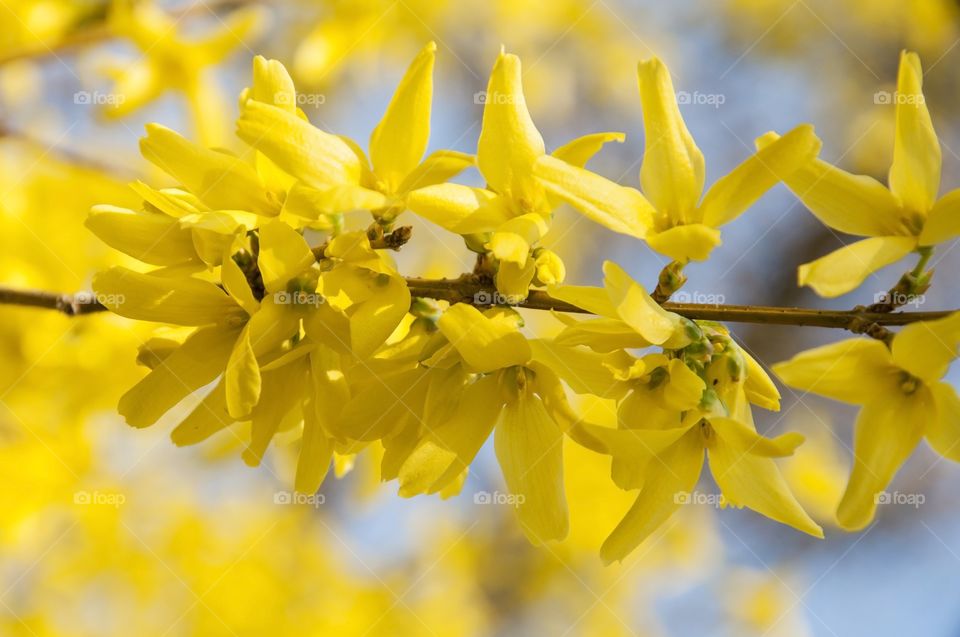 yellow tree