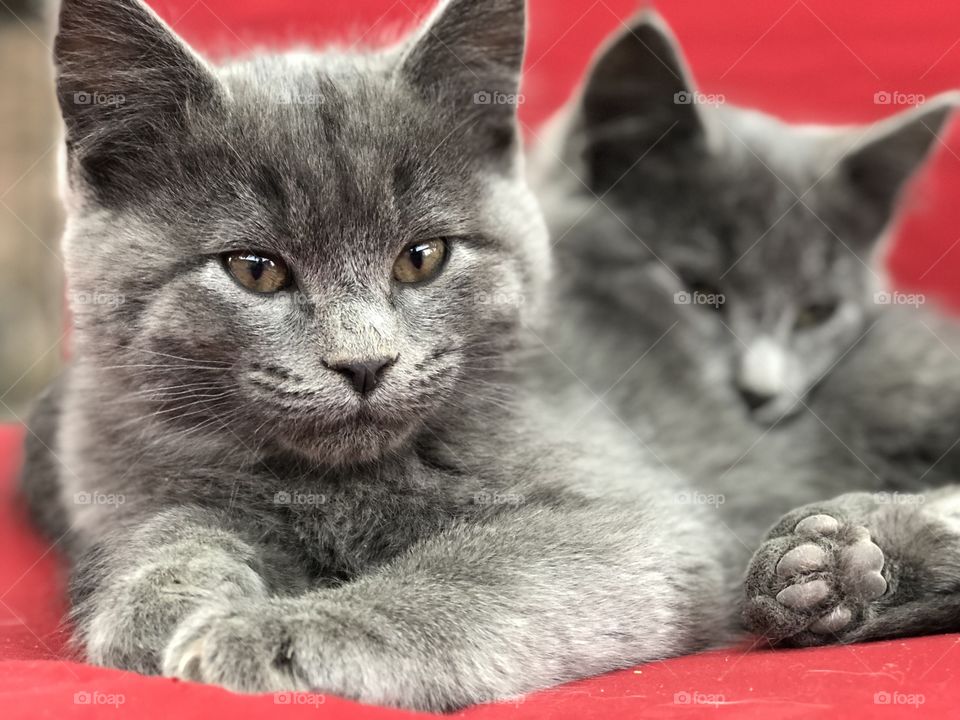 Two kittens snugging. 