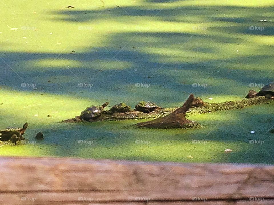 Turtles on a log in a algae covered lake.