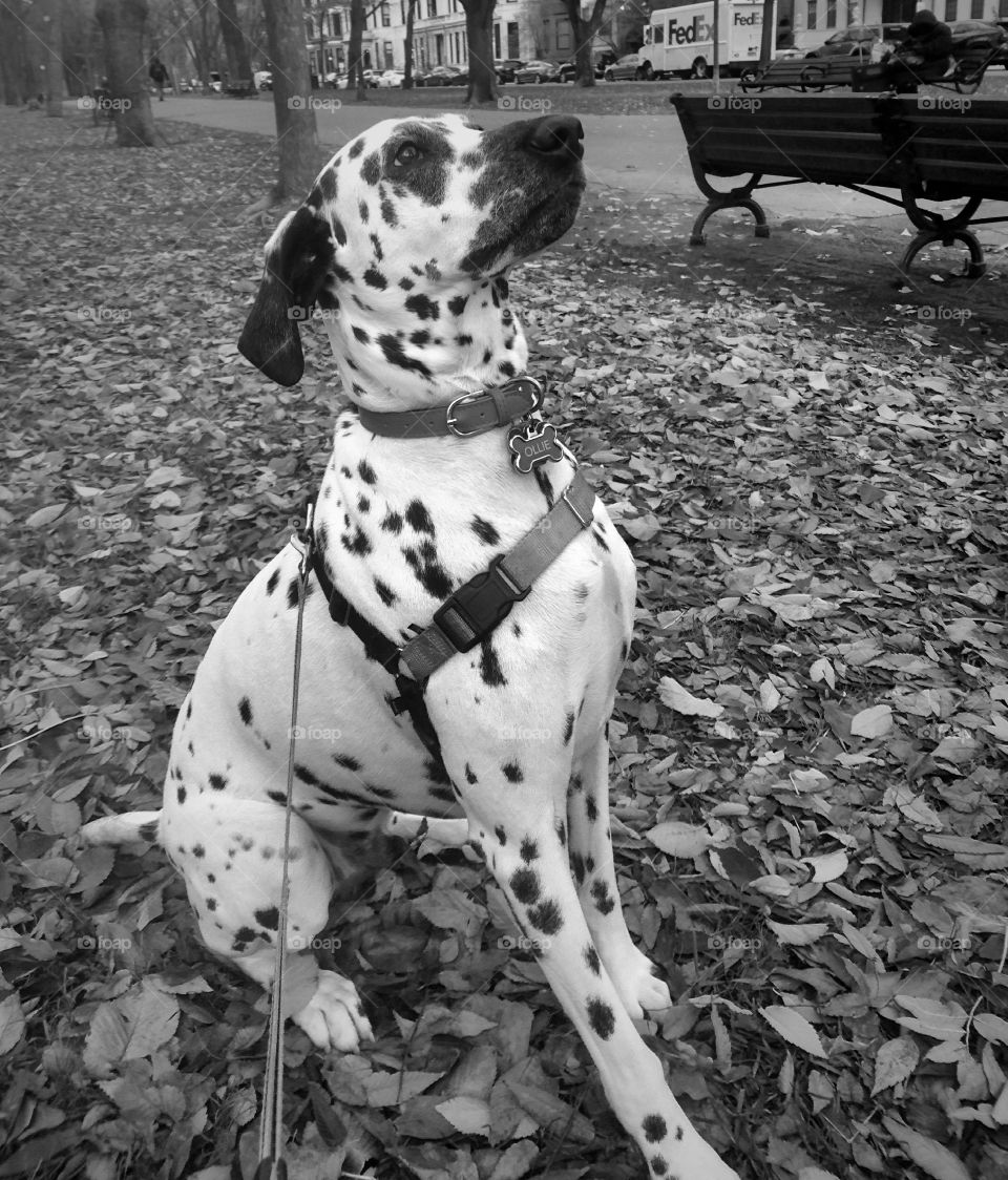 dalmatian waits for ball to be thrown