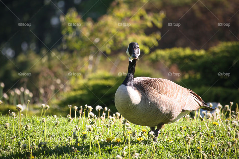 Canadian goose with flower in the beak