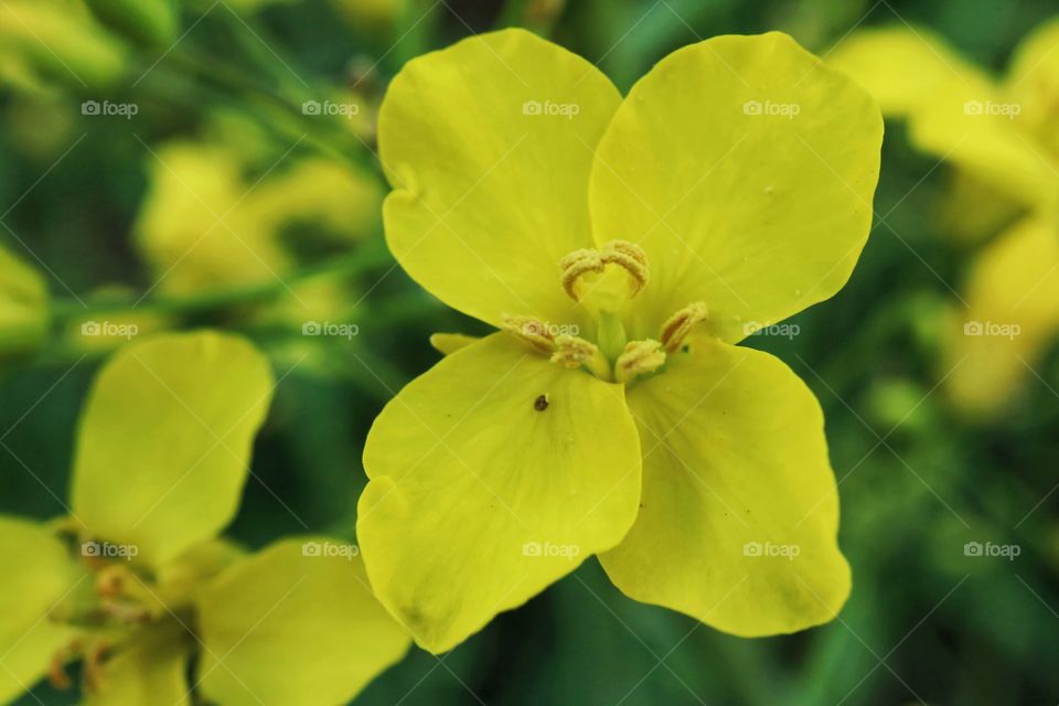 Rape flowers