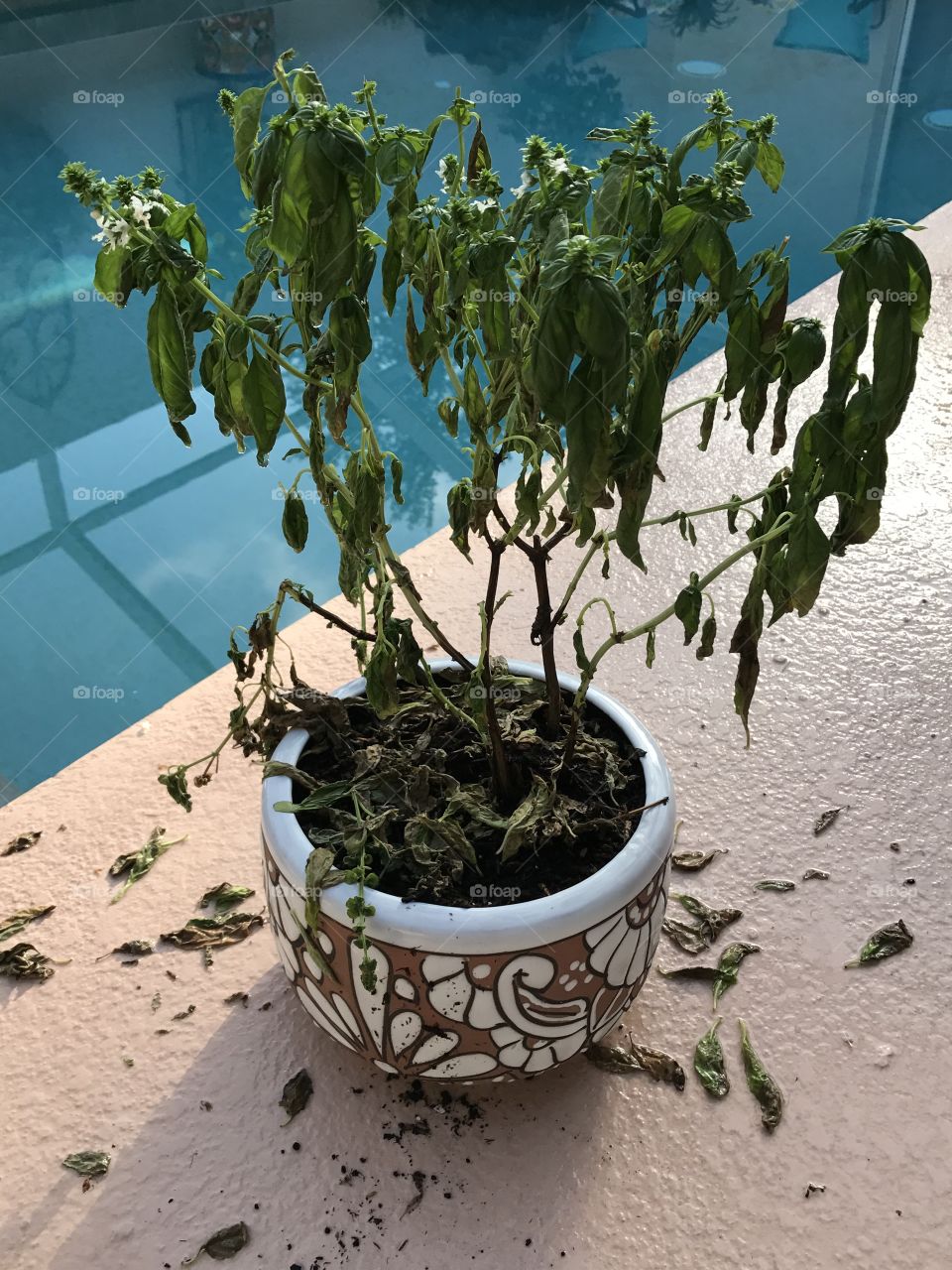 This is not the way a basil plant should look 