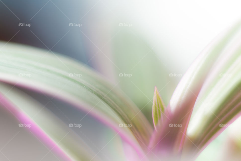Close up of a flower of my garden. Nature shot made with Nikon D800 and Nikkor 50mm with extension rings. Green, pink and bokeh. 