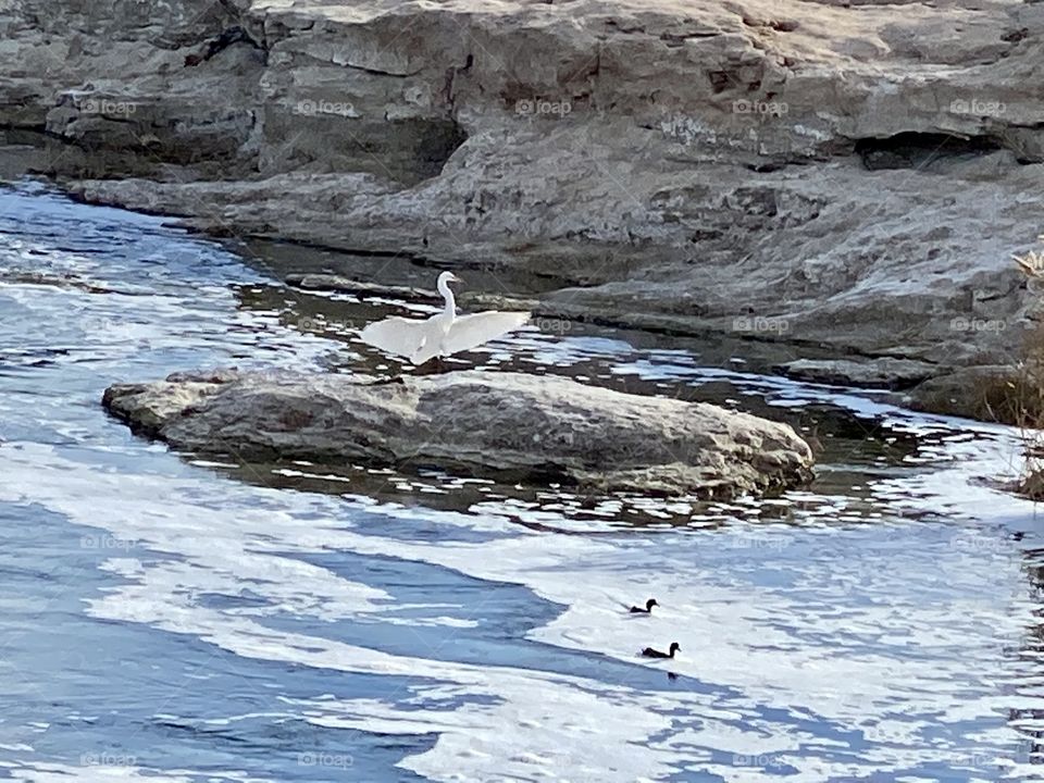 Great Egret on the river