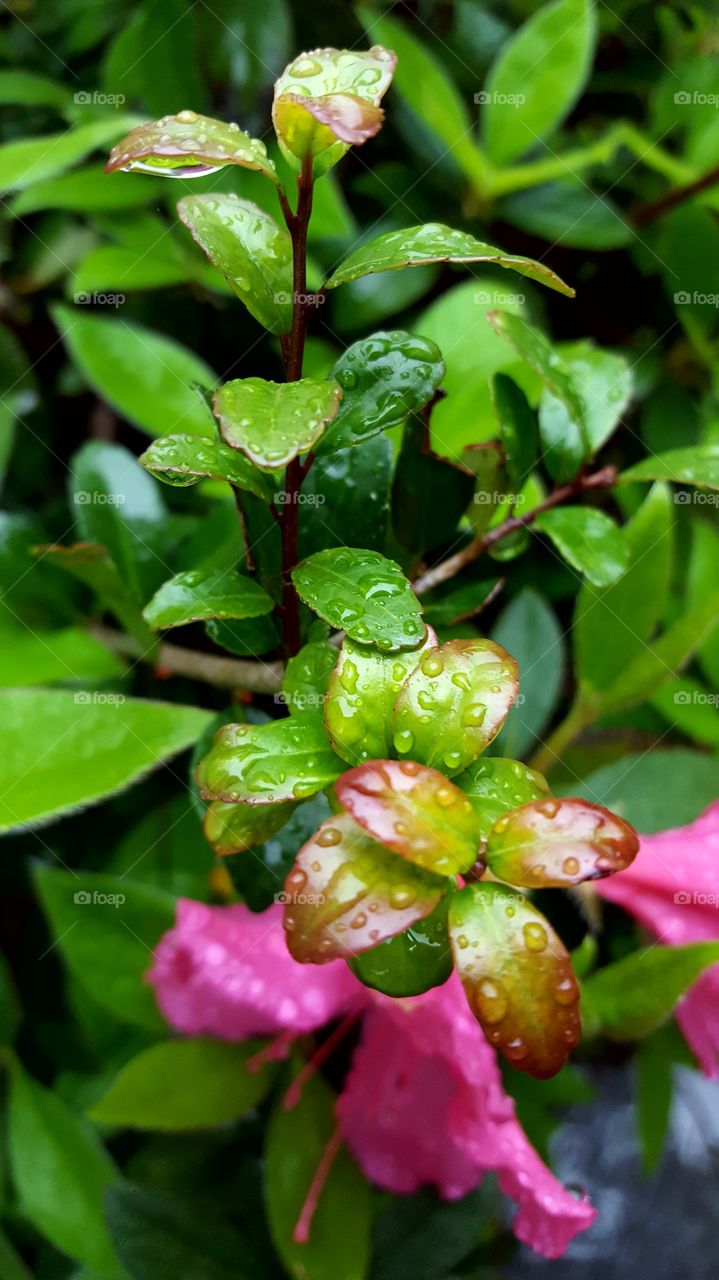 A close up of rain droplets on the Azalea Flowers and leaves.