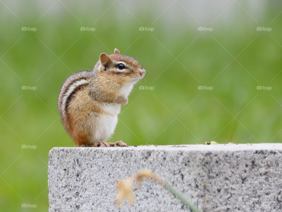 A chipmunk strikes a pose