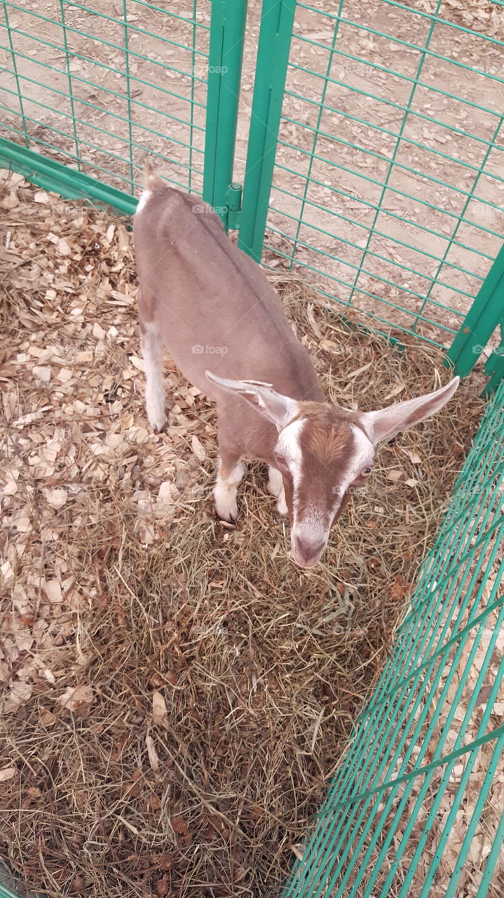 goat at the fair