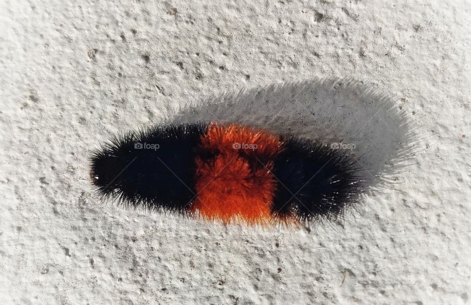 Caterpillar and shadow
