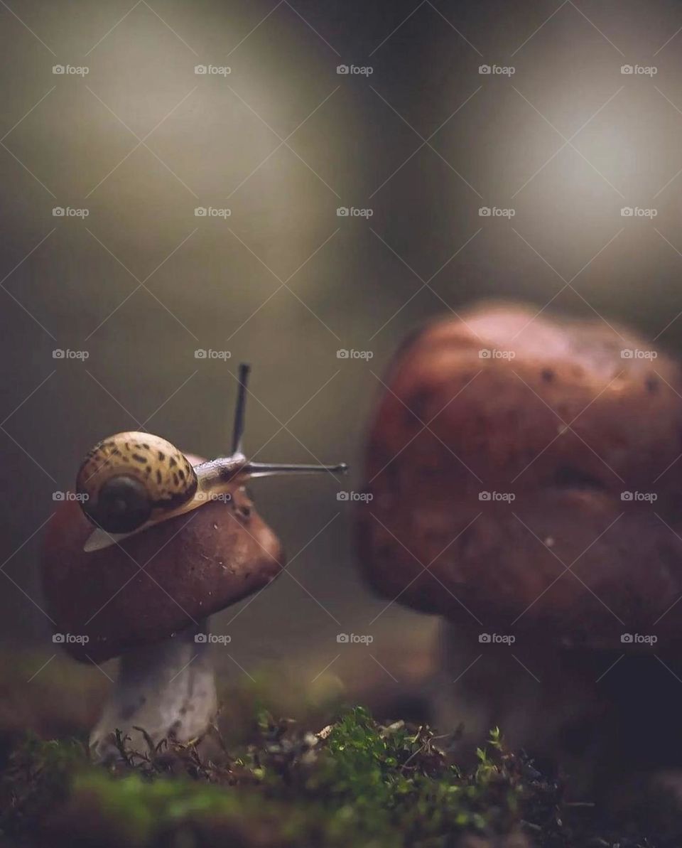 snail