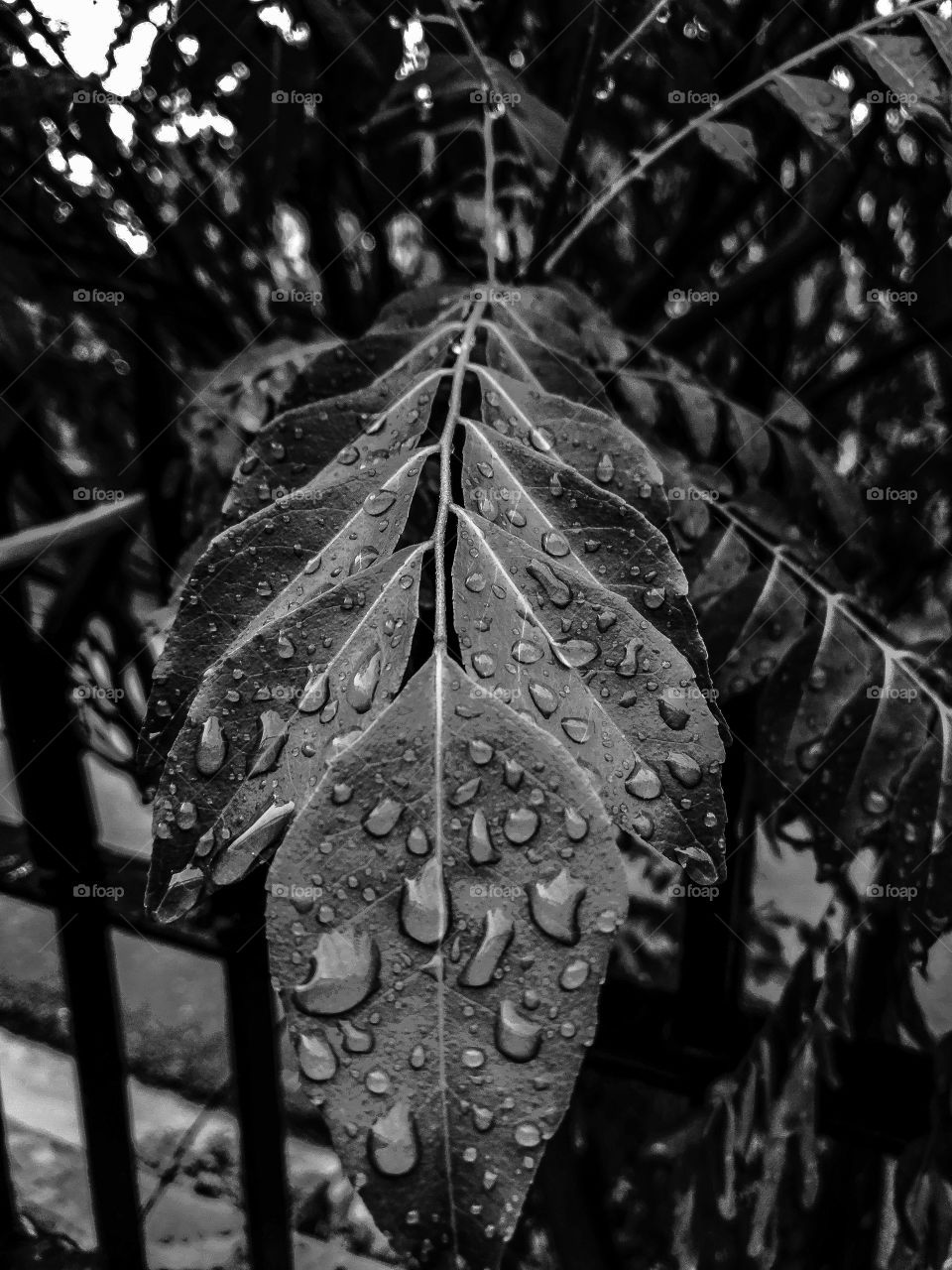 water droplets on the leaves