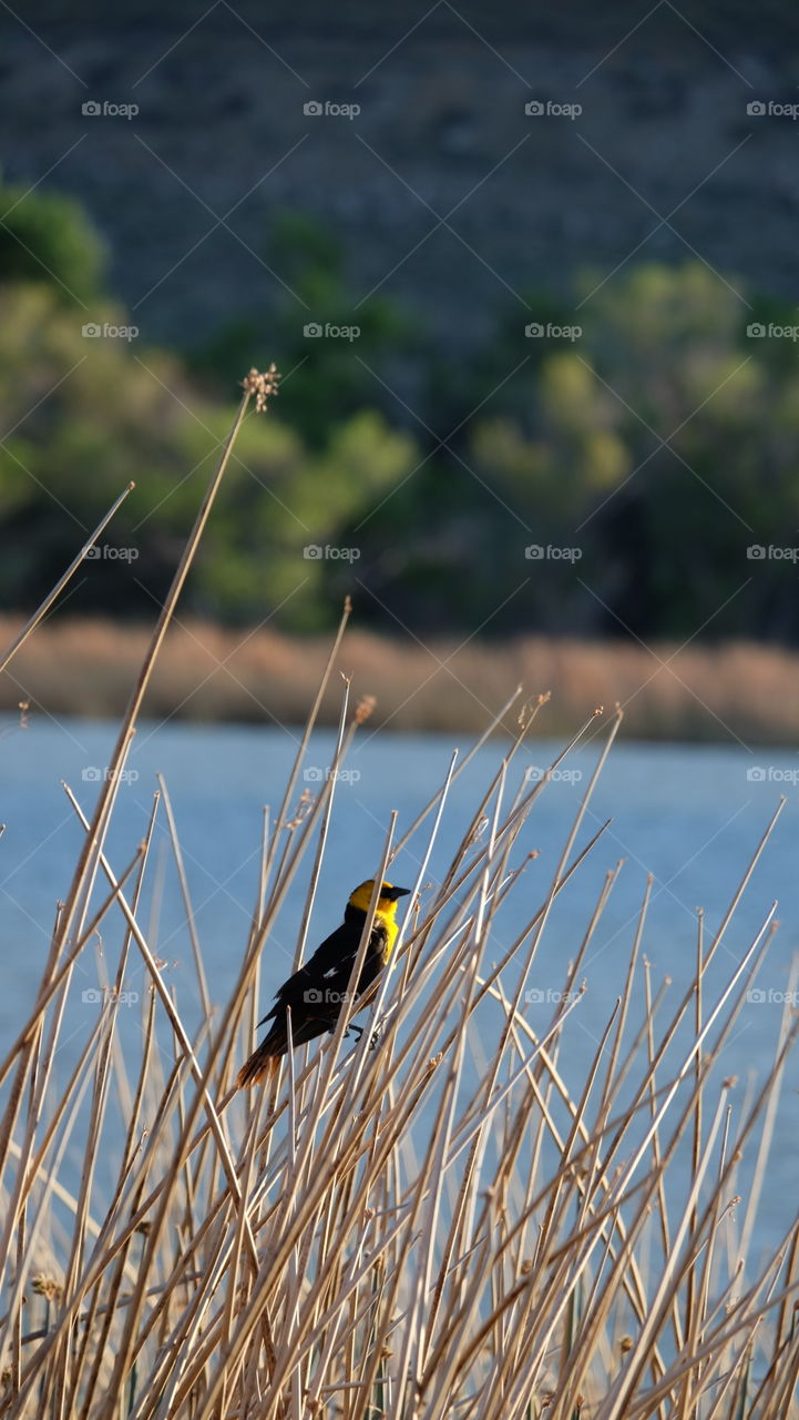 Yellow-headed Blackbird.