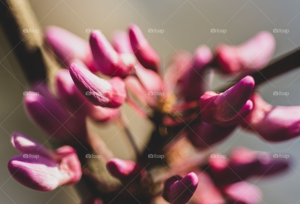 Closeup of bright and beautiful pink buds on redbud tree in spring 