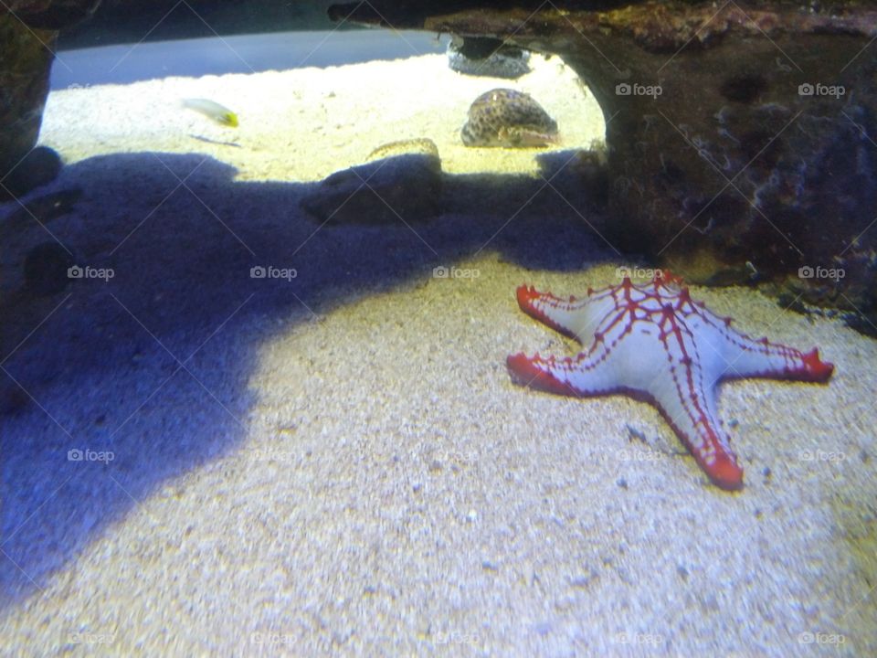 Under the sea
Under the sea
Darling it's better
Down where it's wetter
Take it from me
Up on the shore they work all day
Out in the sun they slave away
While we devotin'
Full time to floatin'
Under the sea 🎼