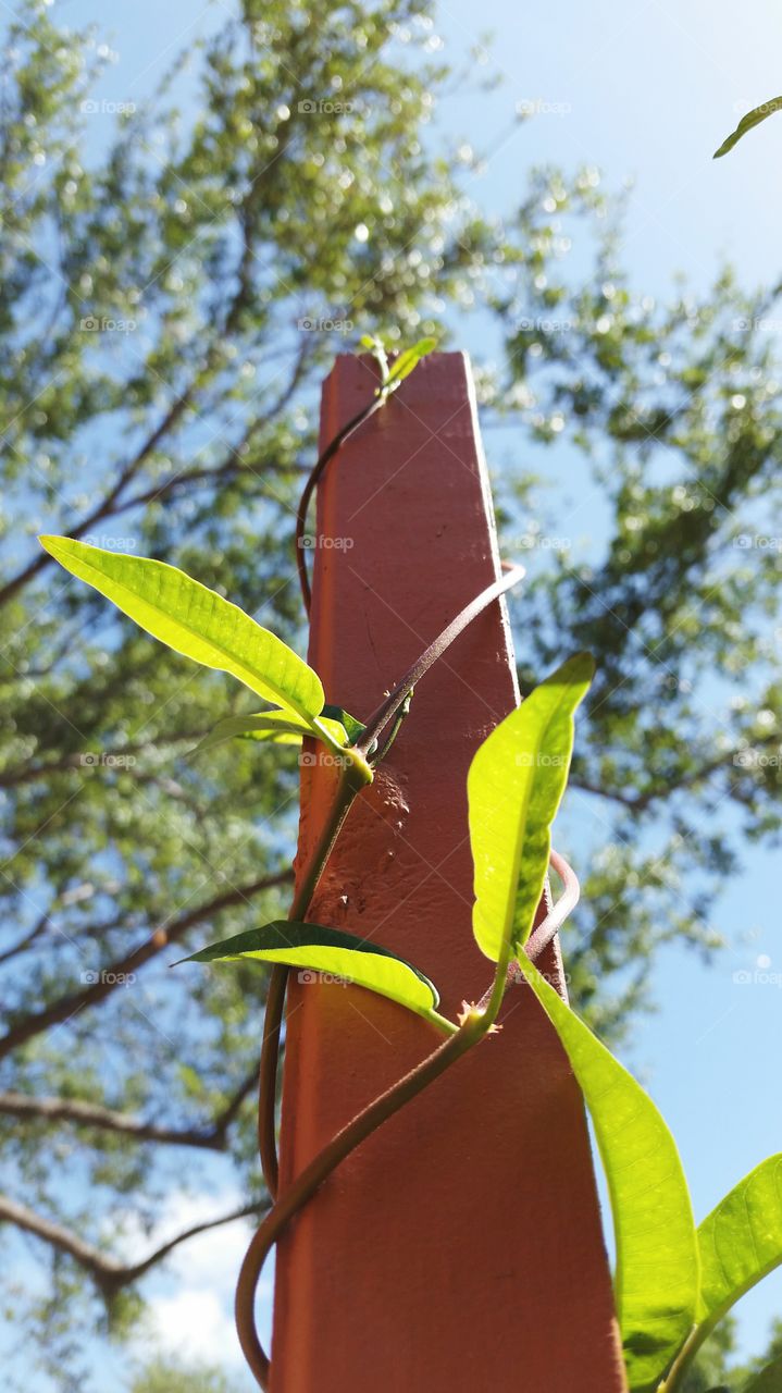 vine growing up. Mandeville vine growing upward around a post.