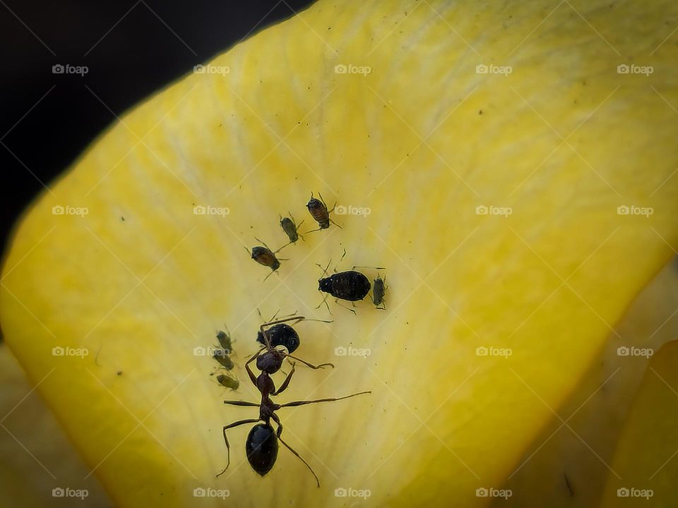 Ant family mother teaching discipline to its children