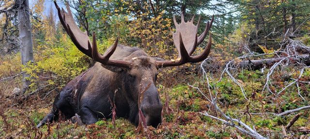 Alaskan moose