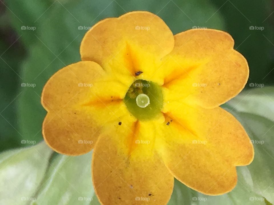 yellow flower