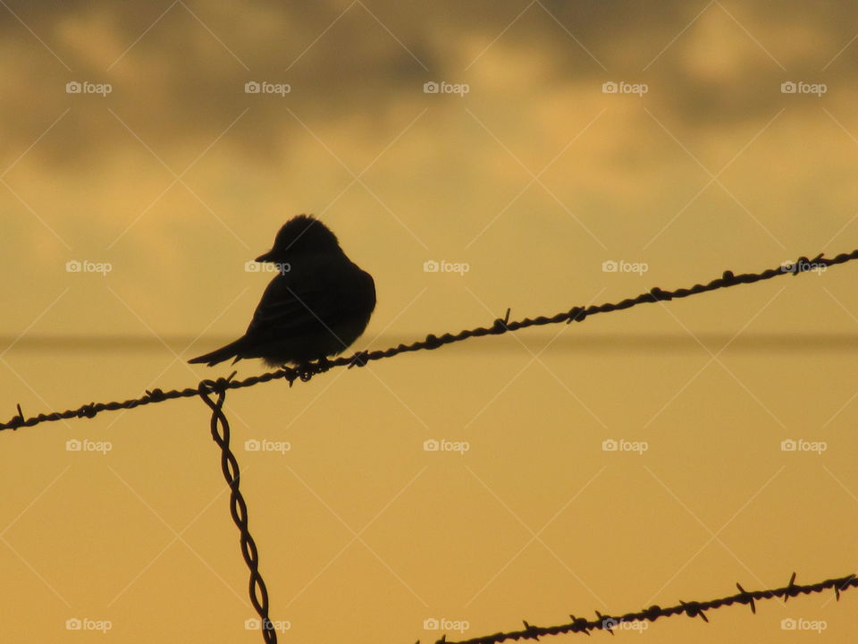 Bird sunset backdrop