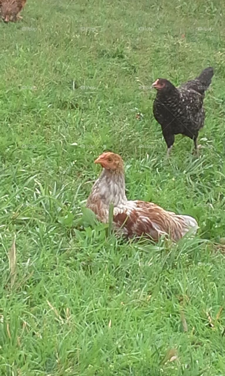 Blue Laced Red Rooster