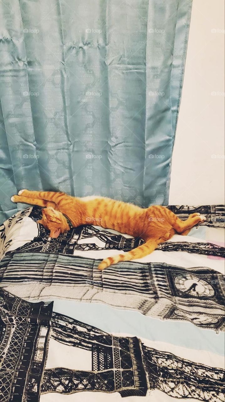 Taby cat comfortable relaxing in bed.