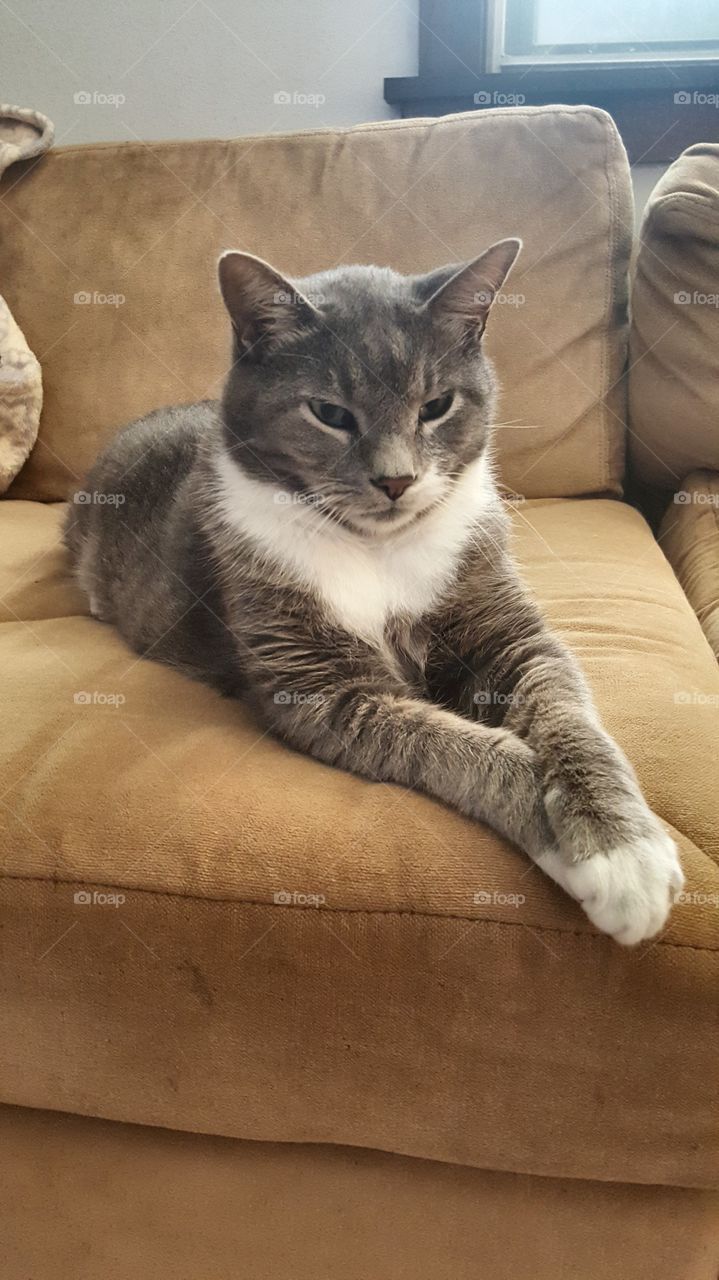 cat posing for portrait