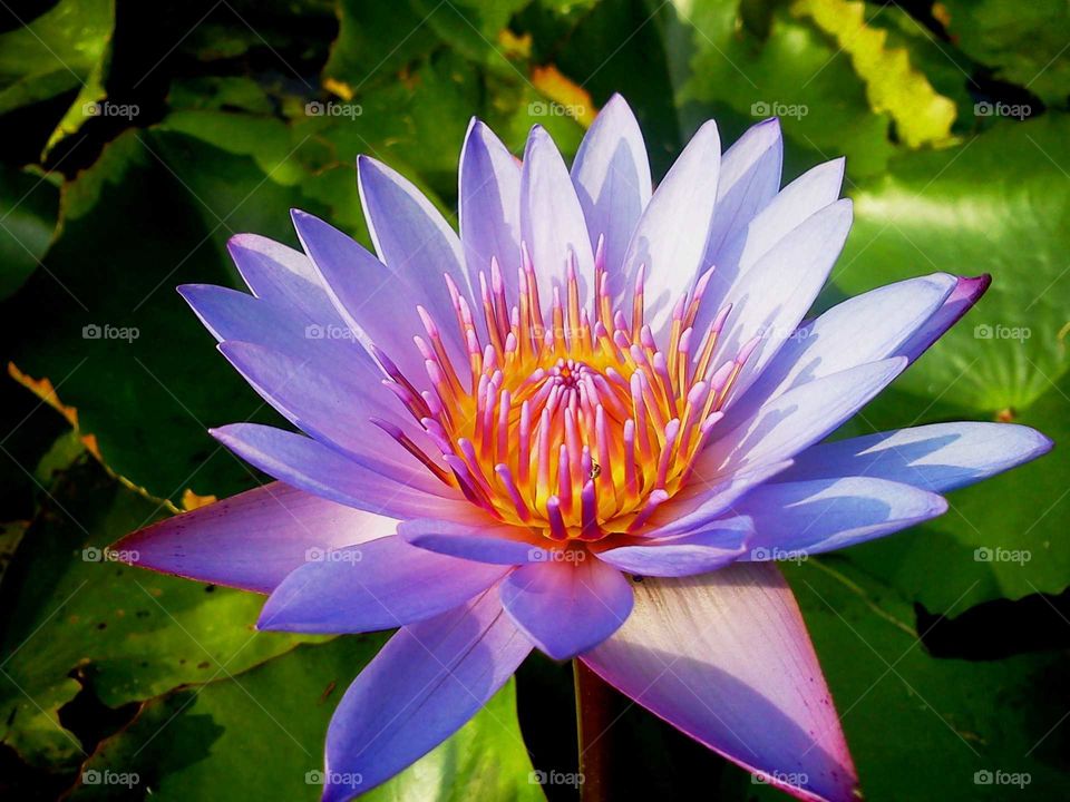 Blue lily flower