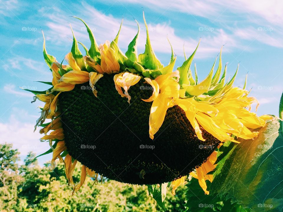 Beautiful sunflower upon the blue  sky