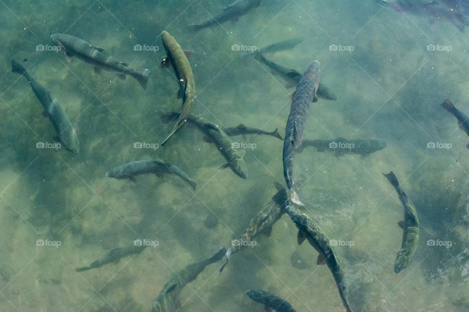 Fish Hatchery Salmon Trout