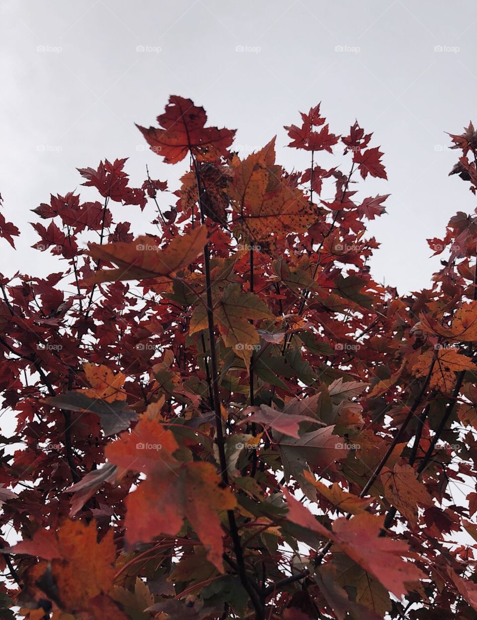 Autumn leaves October in Maryland maple tree 