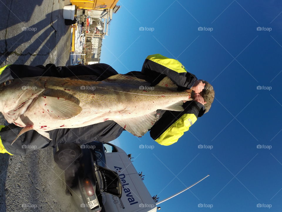 Big cod