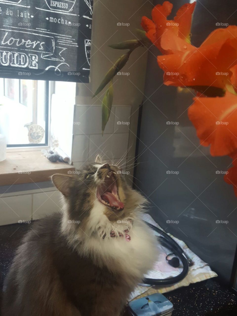 cat and flower