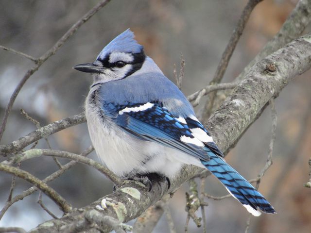 Winter Blue Jay