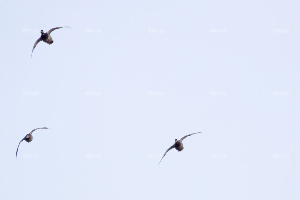 Mallard ducks flying sky - ankor flyger tillsammans 