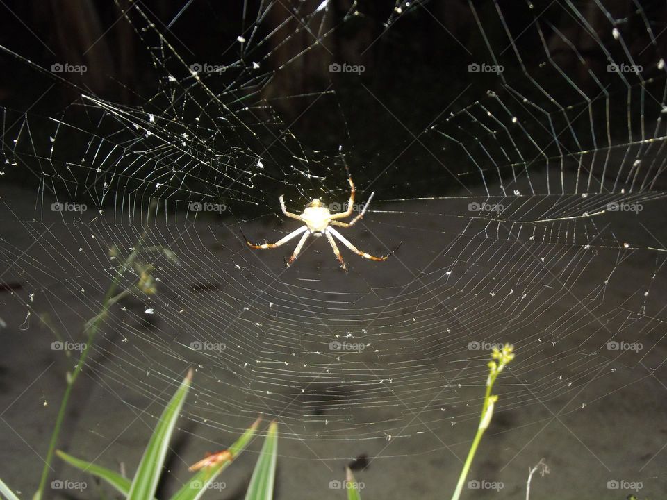 nighter spider
