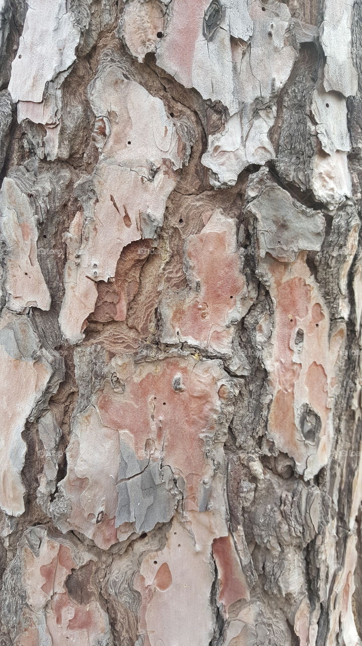 Bark Textured Pattern