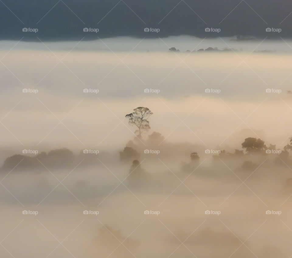 A lone tree rises above the fog in Phetchabun, Thailand. Phetchabun is known for its foggy sunrises.
