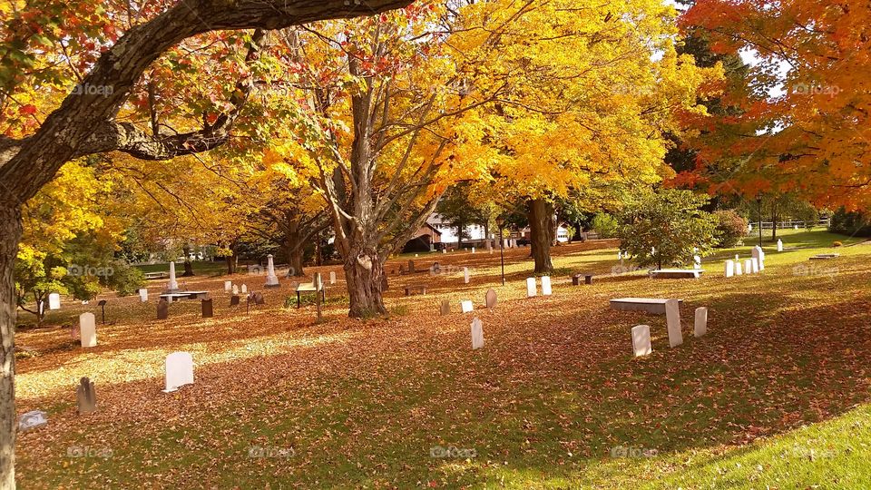 Fall, Tree, Leaf, Maple, Park