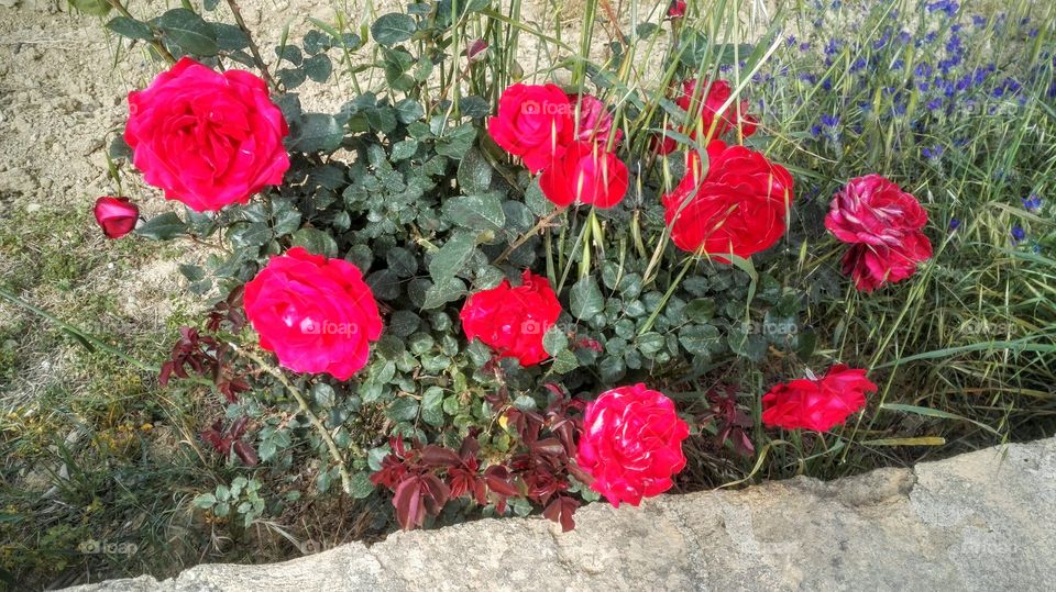 rose rosse