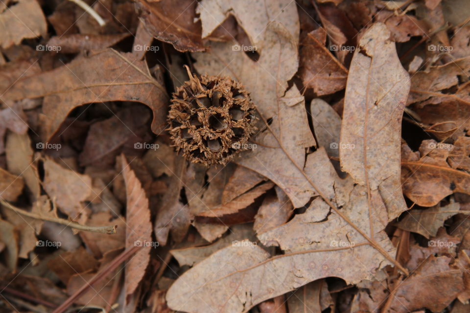 brown everwhete.  leaves and seeds.