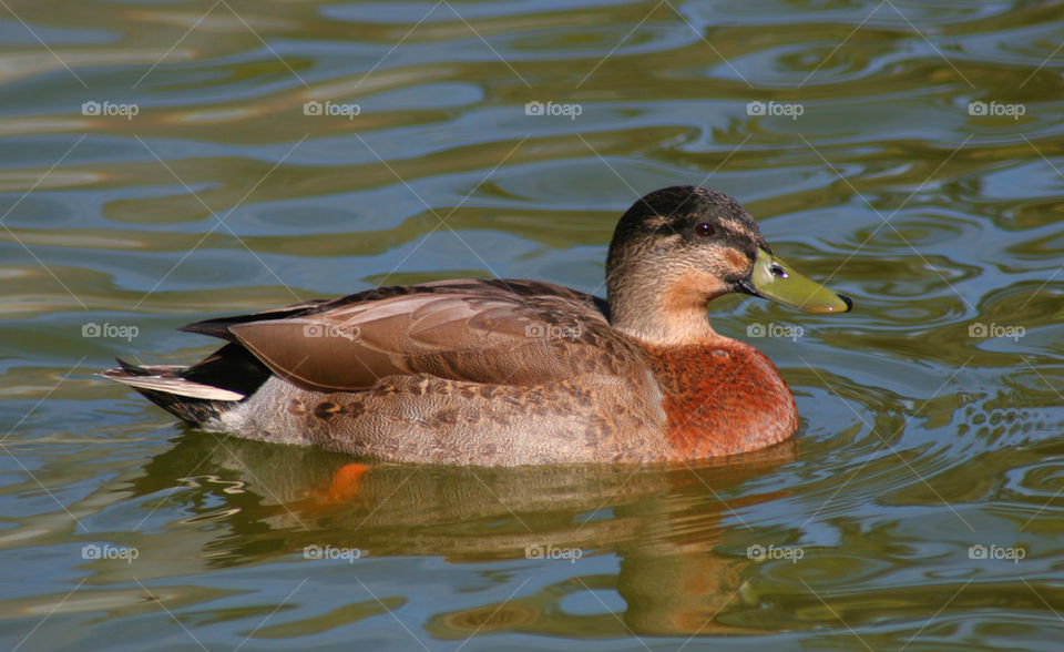 wood water brown swimming by kshapley