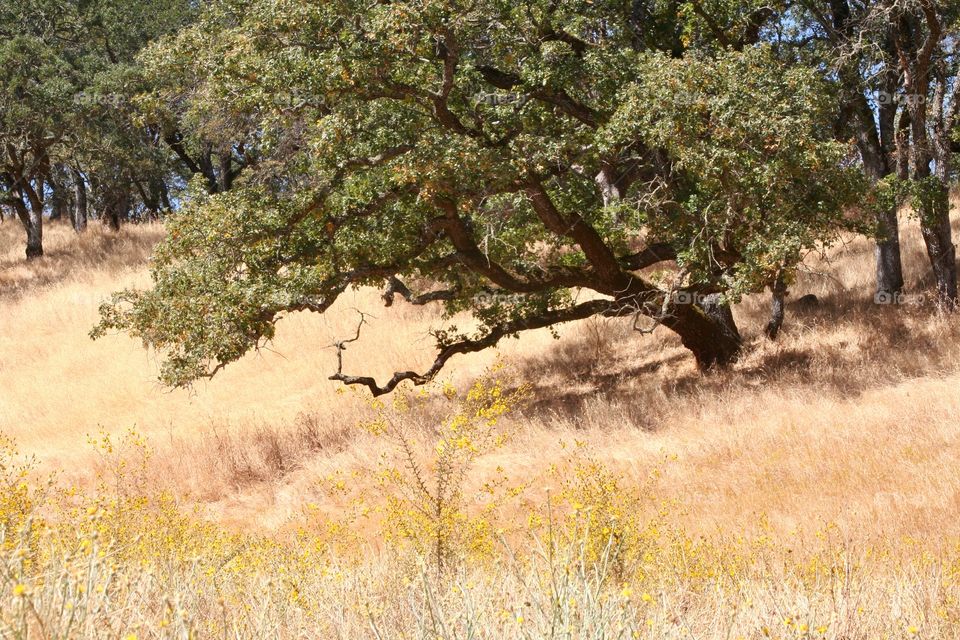 Landscape with old tree